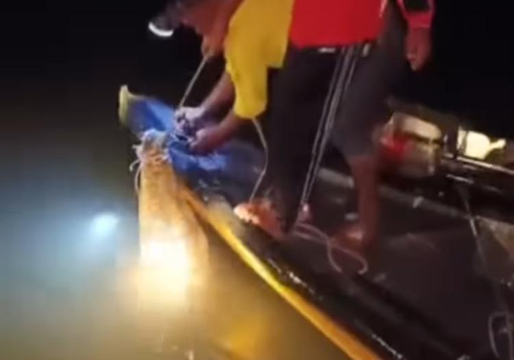 Buaya Pulau Bulan Masuk Kampung, Incar Kucing hingga Ditangkap Warga