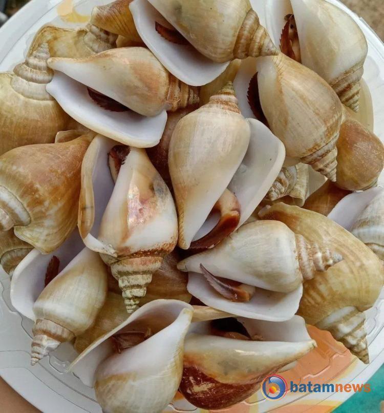 Mengenal Gonggong, Kuliner Khas Kepulauan Riau yang Mendunia