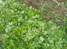 Banyak Dijual di Pasar Tanjungpinang, Daun-daun Ini Dapat Membantu Mengurangi Tekanan Darah Tinggi