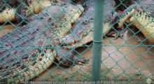Penangkaran Ribuan Buaya di Pulau Bulan Jebol, Ratusan Buaya Diduga Lepas ke Perairan Batam