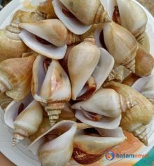 Mengenal Gonggong, Kuliner Khas Kepulauan Riau yang Mendunia