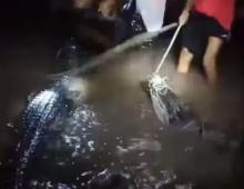 Dua Ekor Buaya Kembali Ditangkap, Warga Ragukan PT. PJK Soal Jumlah Buaya Lepas di Pulau Bulan