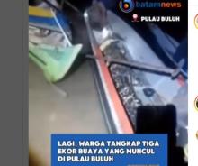 Update Penangkapan Buaya Lepas di Pulau Bulan: Total 13 Ekor Ditangkap, Pencarian Terus Berlanjut