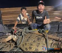 Singapura Khawatir Lepasnya Puluhan Buaya di Batam, Bisa Sampai ke Singapura