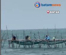 Nelayan Bintan Panen Ikan Dingkis, Raup Keuntungan Besar Menjelang Imlek
