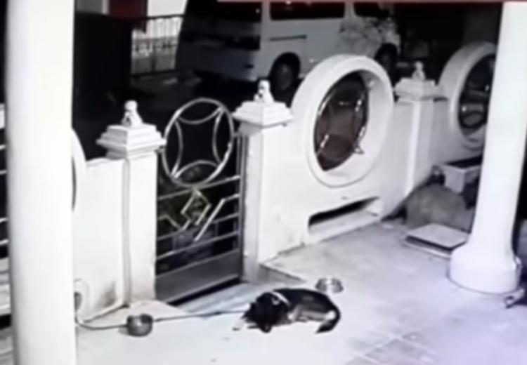 Waspada! Bukan Cuma Motor, Anjing Peliharaan pun Jadi Sasaran Maling di Batam