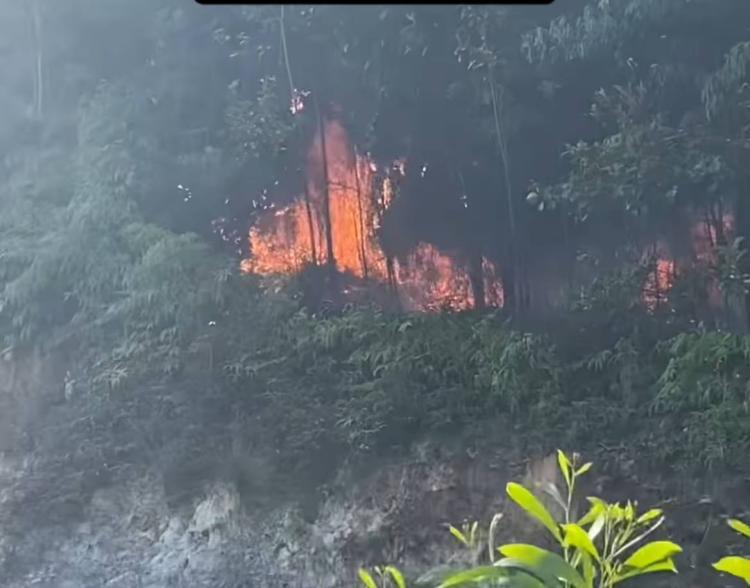 Hutan Lindung Sungai Harapan Batam Terbakar, Diduga Akibat Pembakaran Sampah