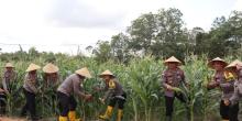 Polres Bintan Gelar Panen Raya Jagung Manis, Dukung Program Ketahanan Pangan Nasional