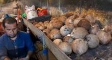 Nasib Pedagang Santan di Tengah Kelangkaan Pasokan Kelapa di Batam