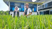 Kadis KP2KH Kepri Tinjau Tanaman Padi di Pekarangan Rumah Ady Indra Pawennari
