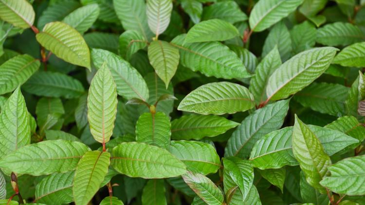 Pro-Kontra Legalisasi Ganja & Kratom di Indonesia: BNN Libatkan KemenHAM 