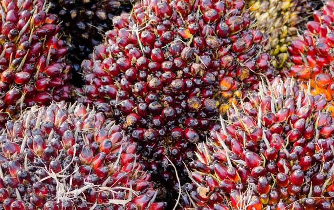 Harga TBS Sawit Riau Naik, Umur 9 Tahun Alami Kenaikan Tertinggi hingga Rp25,59/Kg