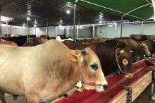 Natuna Kirim 25 Ekor Sapi Kurban ke Tanjungpinang, Jadi Pengiriman Perdana Jelang Idul Adha