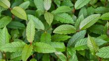 Pro-Kontra Legalisasi Ganja & Kratom di Indonesia: BNN Libatkan KemenHAM 