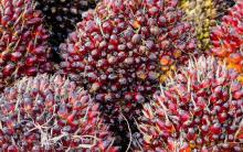 Harga TBS Sawit Riau Naik, Umur 9 Tahun Alami Kenaikan Tertinggi hingga Rp25,59/Kg
