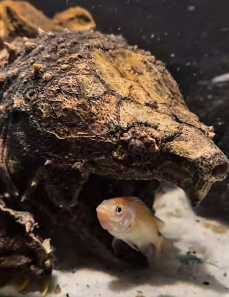 Penyu Raksasa Menyamar Jadi Batu, Ikan Tak Sadar Sudah di Mulut Predator