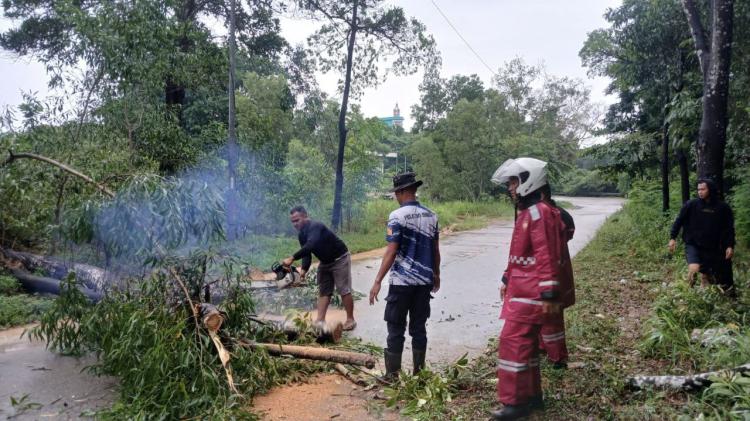 Gerak Cepat! Sabhara Polresta Barelang Evakuasi Pohon Tumbang di Sudirman Batam Hanya 1 Jam