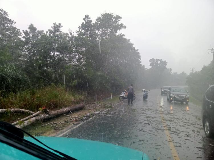 Hujan Lebat & Pohon Tumbang Tutup Jalan di Bintan, Bhabinkamtibmas Sigap Bantu Evakuasi