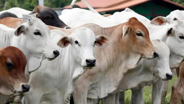 Jelang Idul Adha, Ini Syarat dan Ketentuan Berqurban Sesuai Syariat Islam