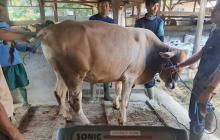 Sapi Kurban Presiden Prabowo untuk Natuna Capai Bobot 1,043 Ton, Asli Peternak Lokal  