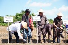 Dukung Ketahanan Pangan, Kejari Batam Tanam Jagung di Rempang