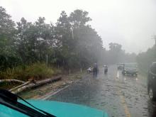 Hujan Lebat & Pohon Tumbang Tutup Jalan di Bintan, Bhabinkamtibmas Sigap Bantu Evakuasi