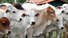 Jelang Idul Adha, Ini Syarat dan Ketentuan Berqurban Sesuai Syariat Islam