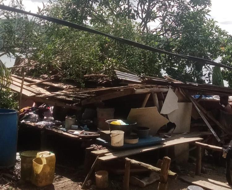 Rumah Warga di Pulau Lipan Lingga Roboh Tertimpa Pohon Mangga Lapuk, Satu Keluarga Diungsikan