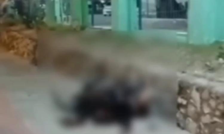 Terluka Parah dan Tak Ditolong, Pemotor Tewas di Simpang Greenland Batam Kota