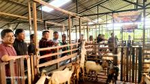 IKPK Kota Batam Siapkan 5 Sapi dan 2 Kambing untuk Qurban Idul Adha 1446 H