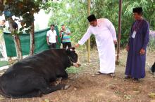 Sapi Kurban Presiden Prabowo Siap Disembelih di Bintan, Antusias Masyarakat Meningkat