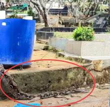 Ular Piton Besar Kejutkan Peziarah di TPU Sambau Nongsa