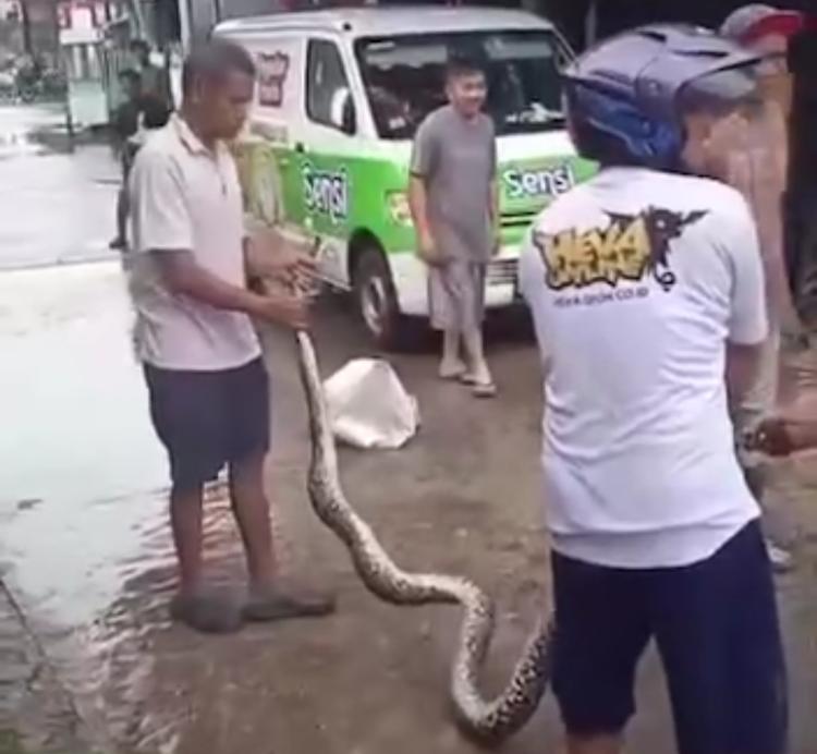 Ular Terbawa Banjir, Warga Bengkong Kolam Blok E Hebohkan Penemuan Tak Terduga
