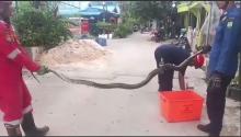 Ular Sanca Masuk Saluran Air Rumah Warga di Baloi Permai, Berhasil Dievakuasi Damkar
