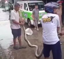 Ular Terbawa Banjir, Warga Bengkong Kolam Blok E Hebohkan Penemuan Tak Terduga