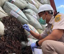 Rumput Laut Asal Batam Tembus Pasar China, Ekspor Capai 72,9 Ton Senilai 274 Juta Rupiah