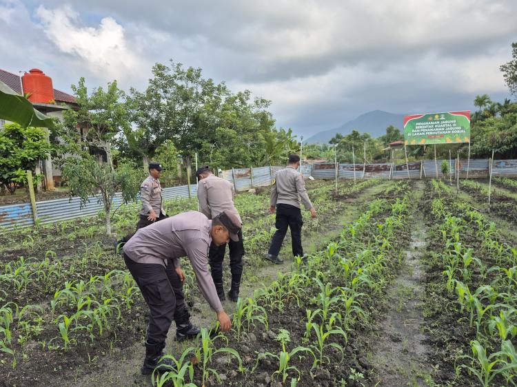 Polsek Daik Lingga Kawal Ketahanan Pangan Nasional, Rawat Jagung di Lahan Perhutanan Sosial