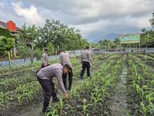 Polsek Daik Lingga Kawal Ketahanan Pangan Nasional, Rawat Jagung di Lahan Perhutanan Sosial
