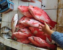 Daftar Harga Ikan dan Sembako di Pasar Puan Perak dan Bincen Tanjungpinang, 31 Agustus 2025