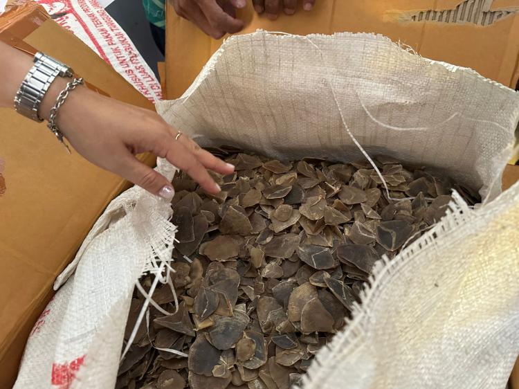 Polda Kepri Gagalkan Penyelundupan 21,80 Kg Sisik Trenggiling Senilai Rp1,2 Miliar