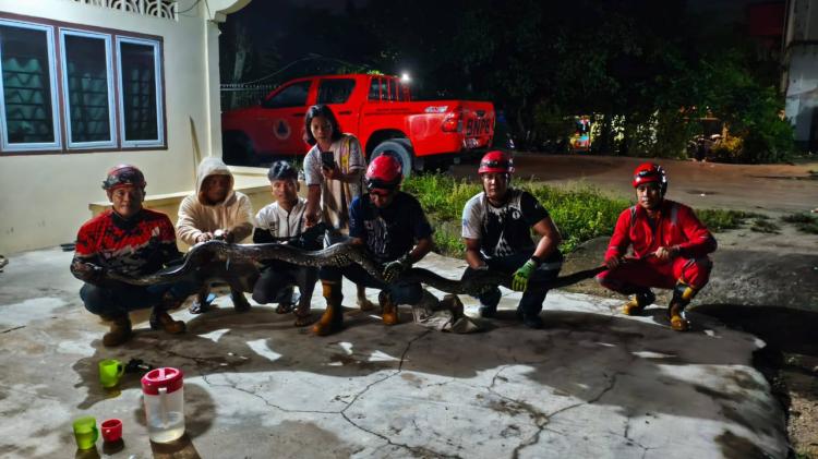 Warga Karimun Panik, Ular Piton 5 Meter Masuk ke Dalam Rumah