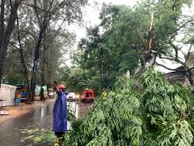 Hujan Deras & Angin Kencang Tumbangkan Pohon dan Ganggu Aktivitas Warga Batam