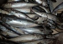 Harga Cabe Merah dan Ikan Tongkol di Tanjungpinang Naik, Ini Daftar Lengkap Kebutuhan Pokok 21 September 2025
