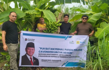 PLN Batam Panen Perdana 258 Kilogram Pisang Cavendish dari Lahan Terbatas
