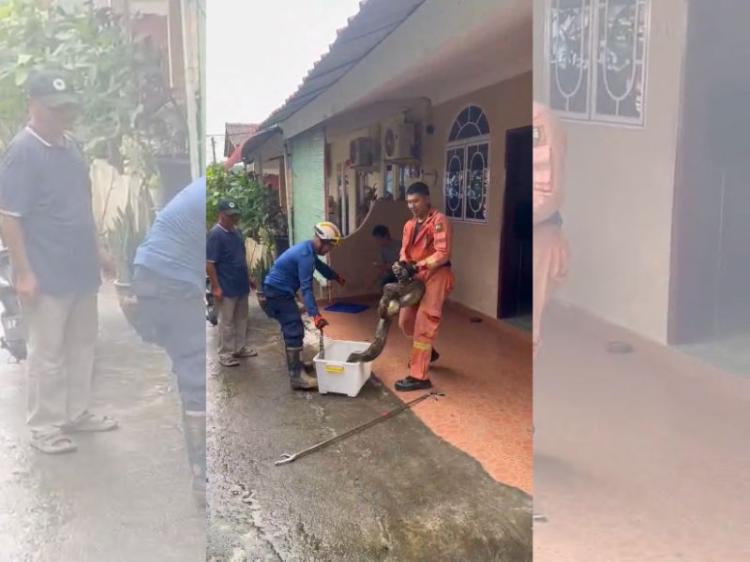Geger, Ular Piton 4 Meter Bersembunyi di Plafon Rumah Dinas Polresta Barelang Batam