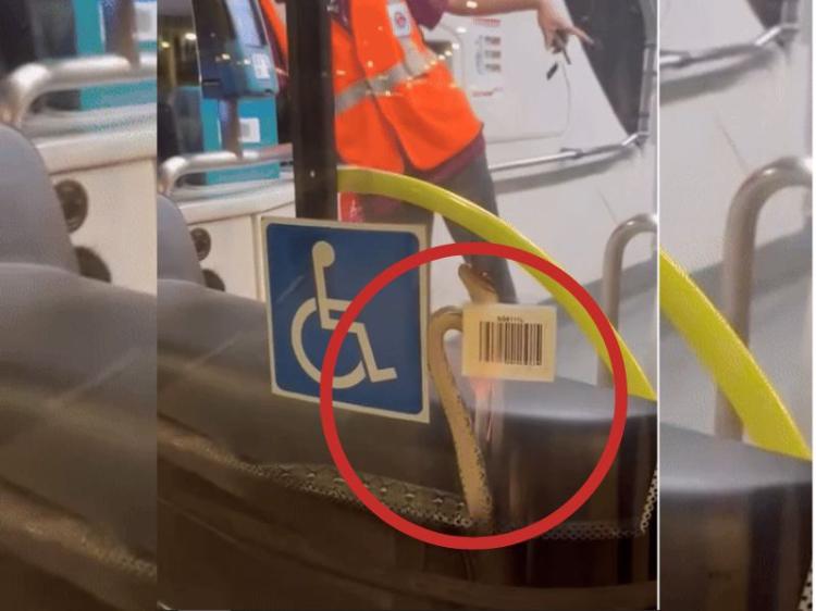 Bukan Penumpang Biasa: Ular Sanca Terlihat Meliuk di Kaca Depan Bus 901M