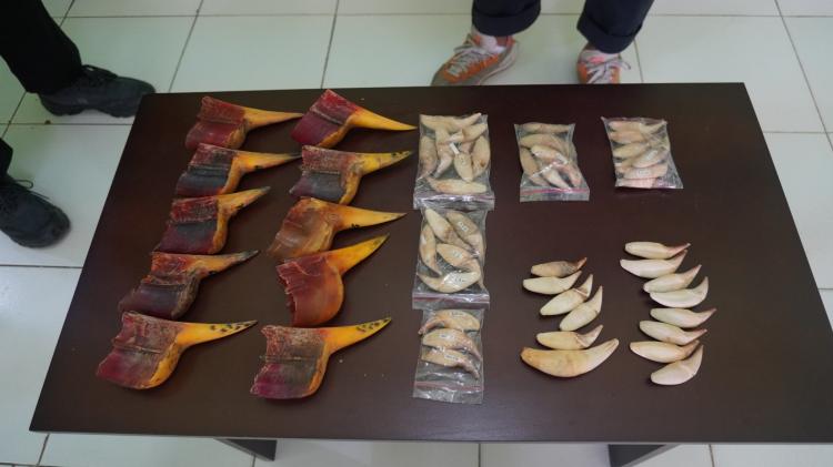 Modus Aksesoris Motor Terbongkar, Puluhan Paruh Rangkong dan Taring Beruang Madu Disita Bea Cukai