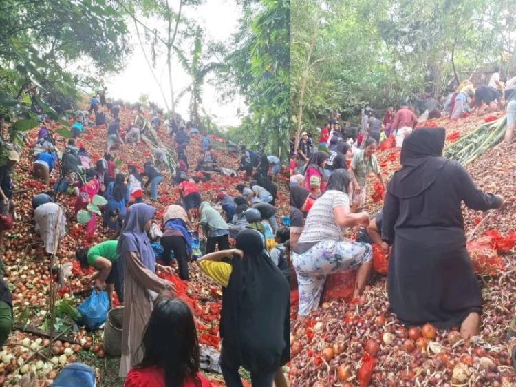 Bawang Impor China Bertunas Dibuang Perusahaan di Batuampar, Ini Kata Polisi