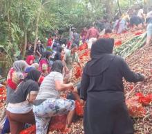 Bahaya Bawang Ilegal Mengintai, Ribuan Karung Dibuang Misterius di Batu Ampar