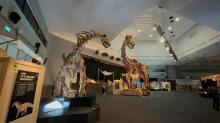 Petualangan Prasejarah Terbesar di Singapura Dibuka: “DINOSAURS | EXTINCTIONS | US” Hadirkan 400 Juta Tahun Sejarah Bumi